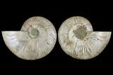 Agatized Ammonite Fossil - Madagascar #111473-1